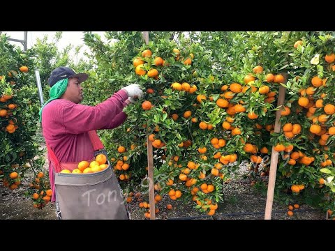 Oranges from Thailand